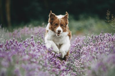 demo dog