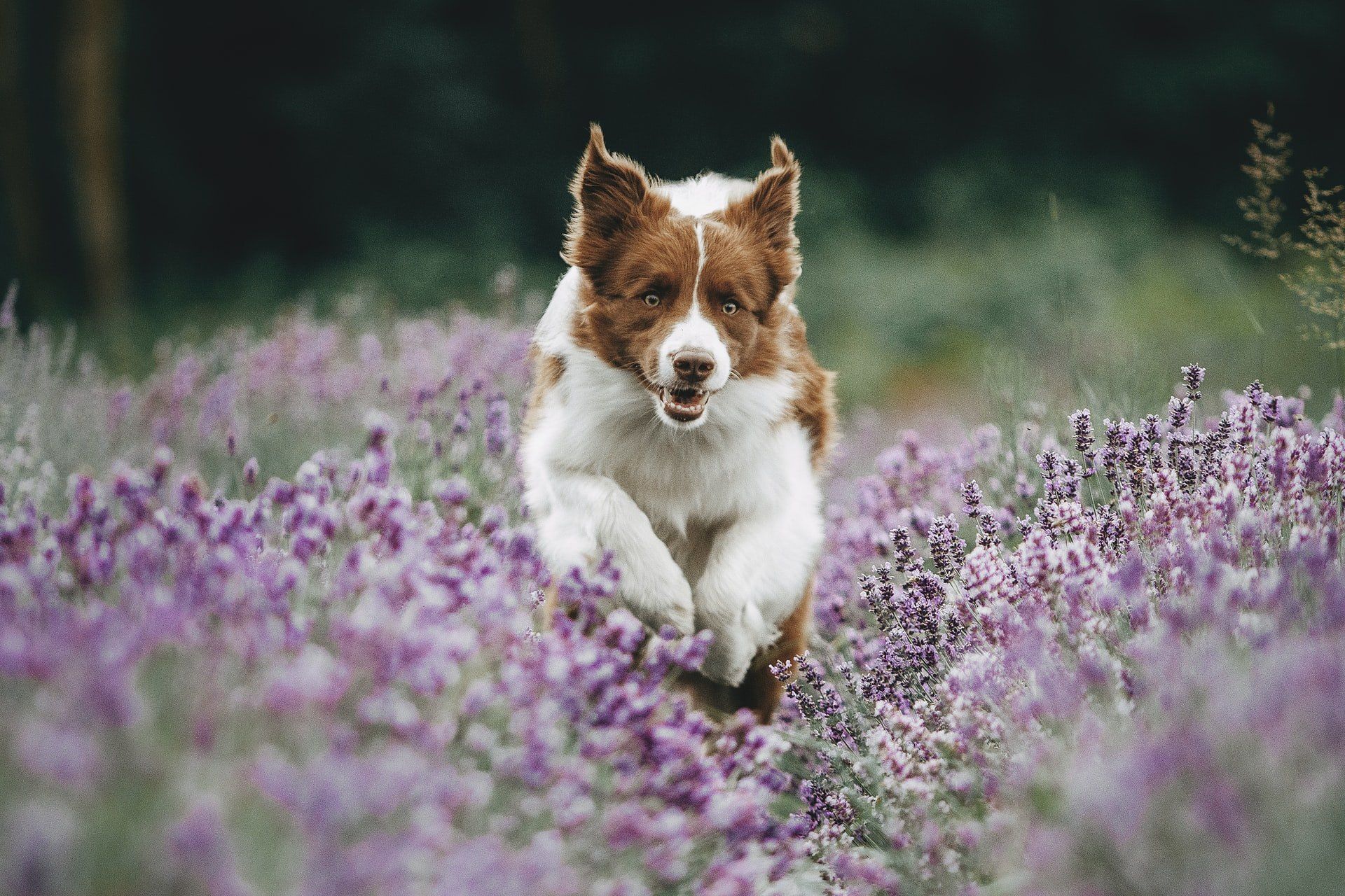 demo dog