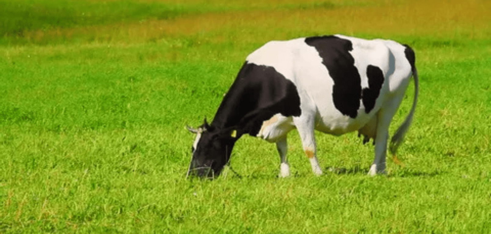 Why Is Raw Milk So Expensive